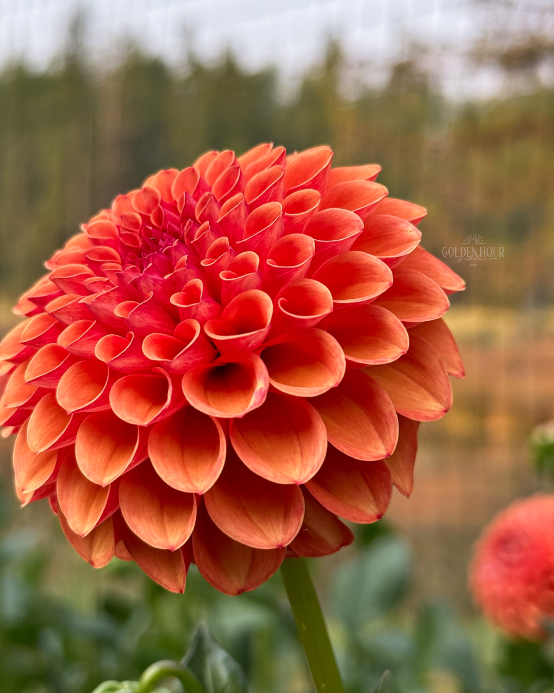 Valley Rust Bucket Dahlia Tuber, Valley Rust Bucket Dahlia Bulb, Valley Rust Bucket Dahlia Flower, Valley Rust Bucket Dahlia Sale