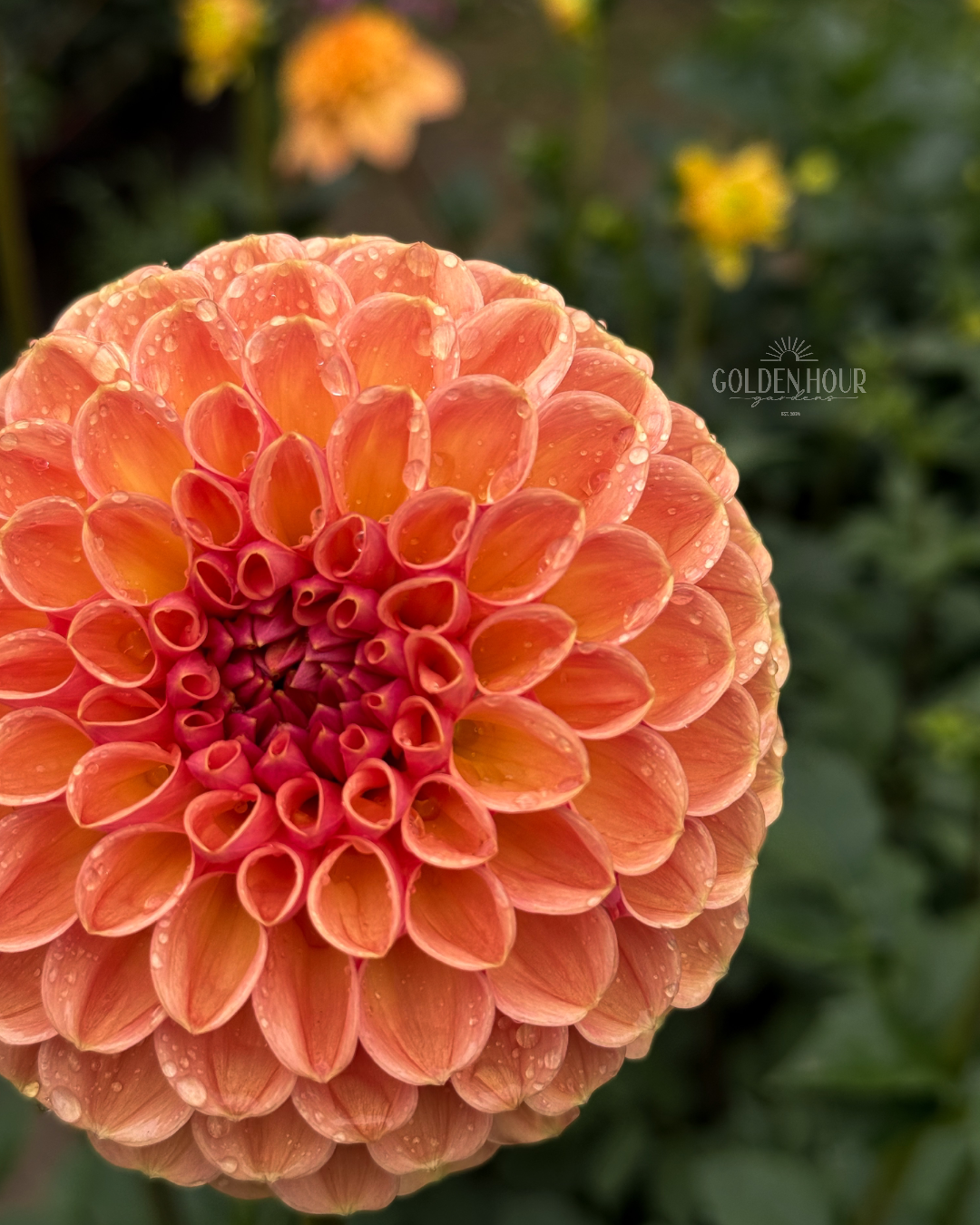 Valley Tawny Dahlia Tubers, Valley Tawny Dahlia Bulb, Valley Tawny Dahlia Flower, Valley Tawny Dahlia Sale, Valley Tawny Dahlia