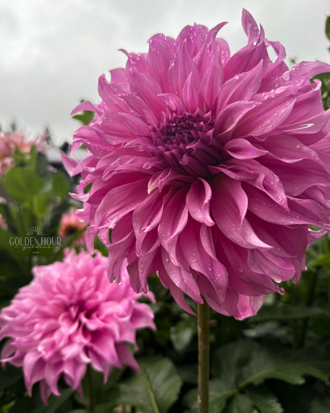 Vassio Meggos Dahlia Tuber, Vassio Meggos Dahlia Bulb, Vassio Meggos Dahlia Flower, Vassio Meggos Dahlia Sale, Vassio Meggos Dahlia