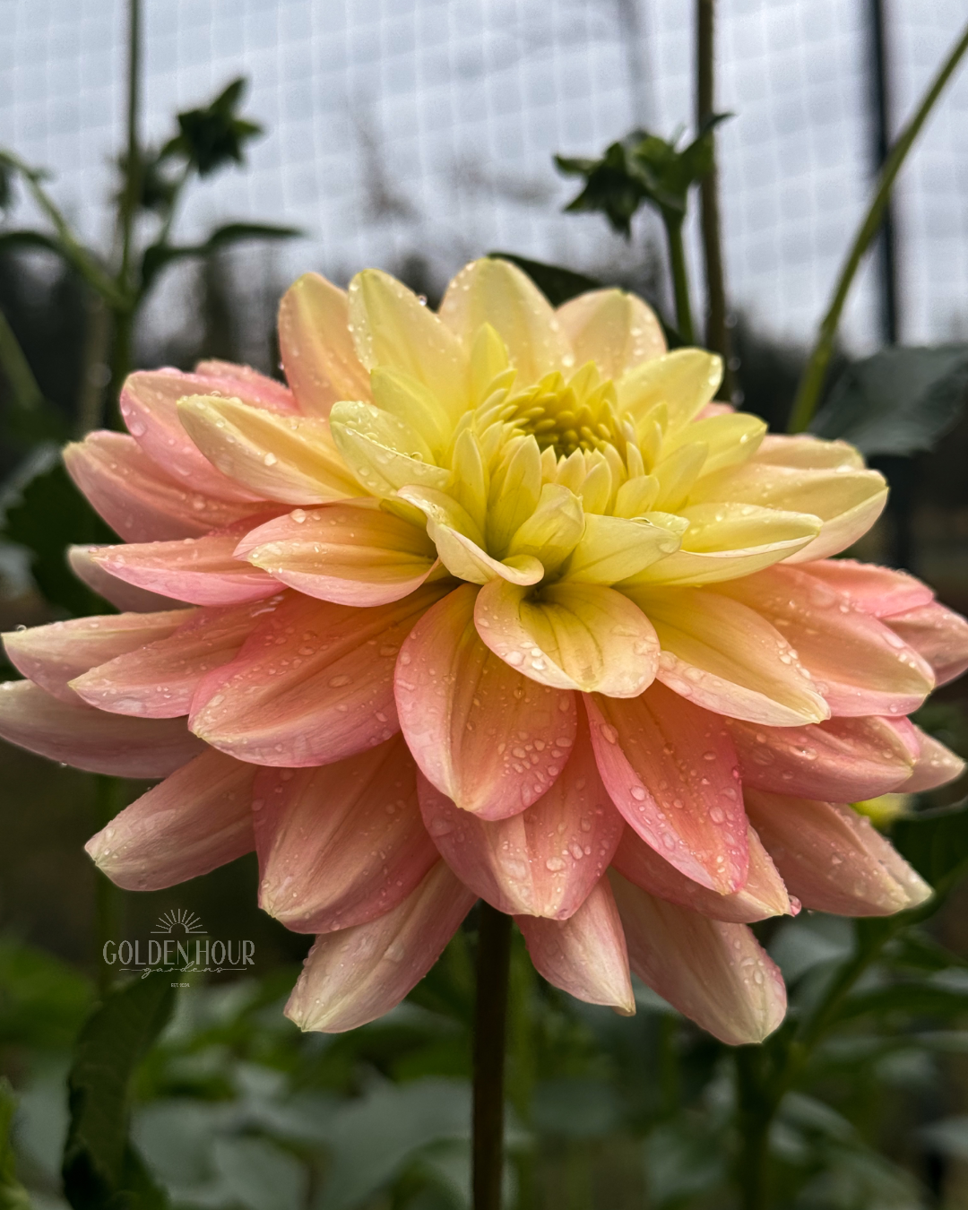 Verkist Tranquility Dahlia Tuber, Verkist Tranquility Dahlia Flower, Verkist Tranquility Dahlia Bulb, Verkist Tranquility Dahlia Sale, Verkist Tranquility Dahlia