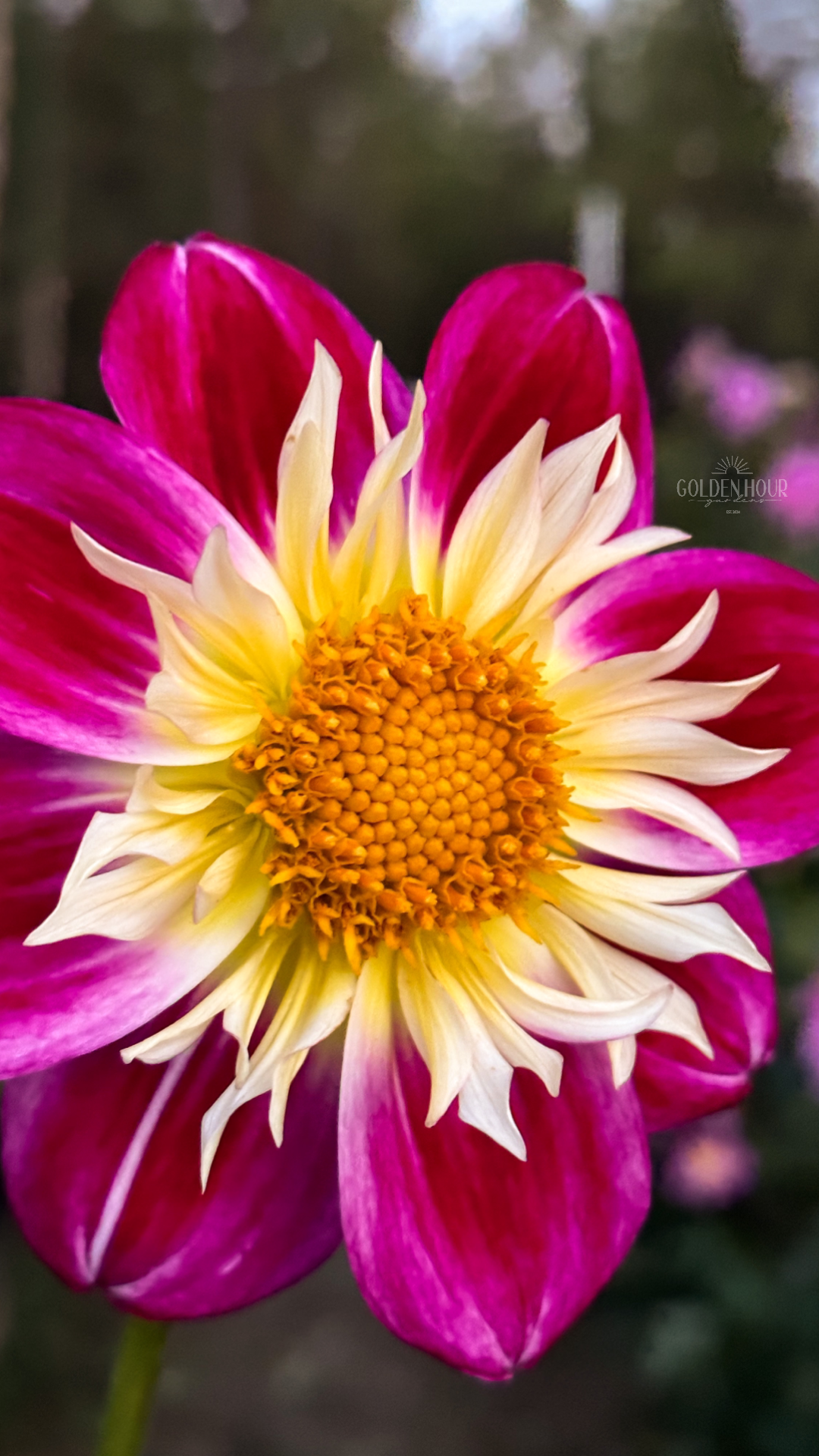 Verrone's Jackie V Dahlia Tuber, Verrone's Jackie V Dahlia Flower, Verrone's Jackie V Dahlia Bulb, Verrone's Jackie V Dahlia Sale