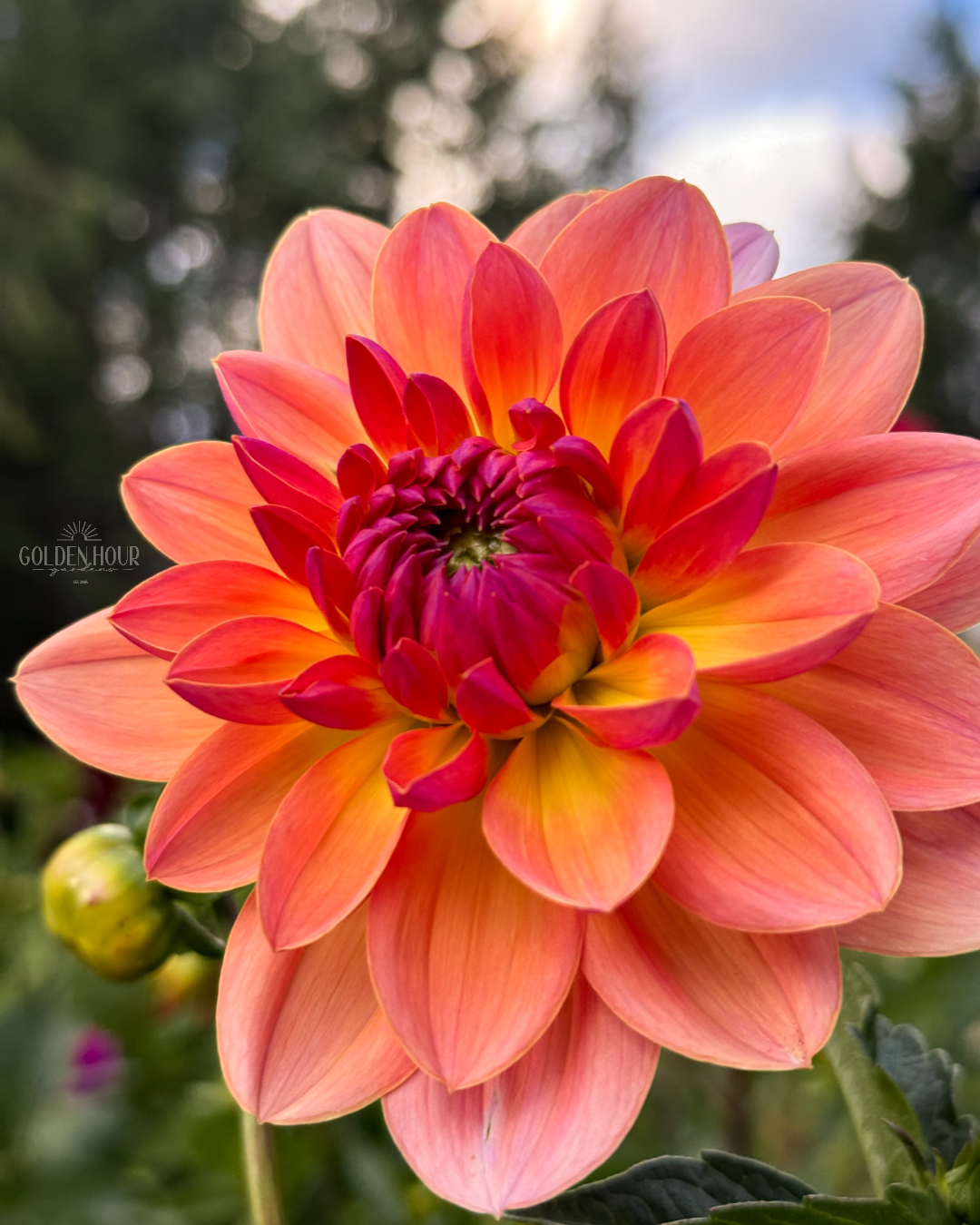 Wildwood Marie Dahlia Tuber, Wildwood Marie Dahlia Bulb, Wildwood Marie Dahlia Flower, Wildwood Marie Dahlia Sale, Wildwood Marie Dahlia