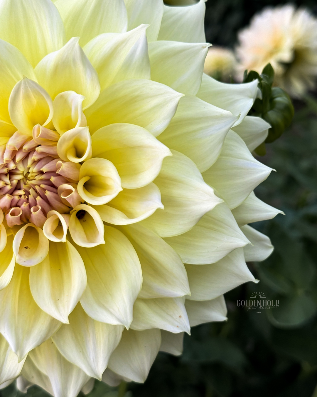 Westerton Lillian Dahlia Tuber, Westerton Lillian Dahlia Bulb, Westerton Lillian Dahlia FLower, Westerton Lillian Dahlia Sale, Westerton Lillian Dahlia