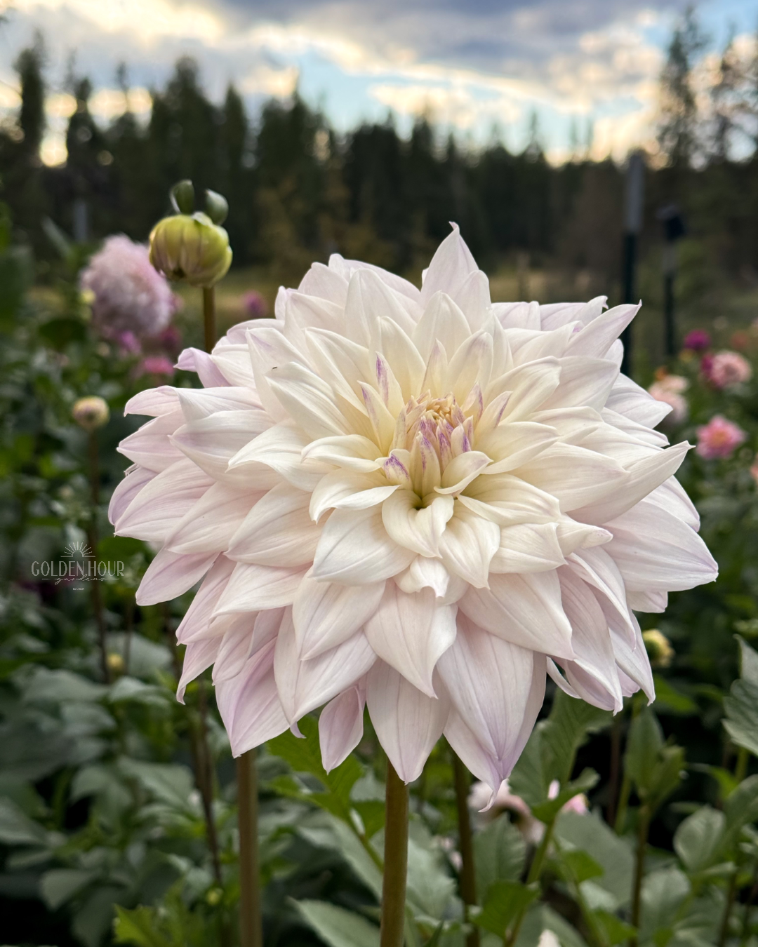 Who Me Dahlia Tuber, Who Me Dahlia Bulb, Who Me Dahlia Flower, Who Me Dahlia Sale, Who Me Dahlia