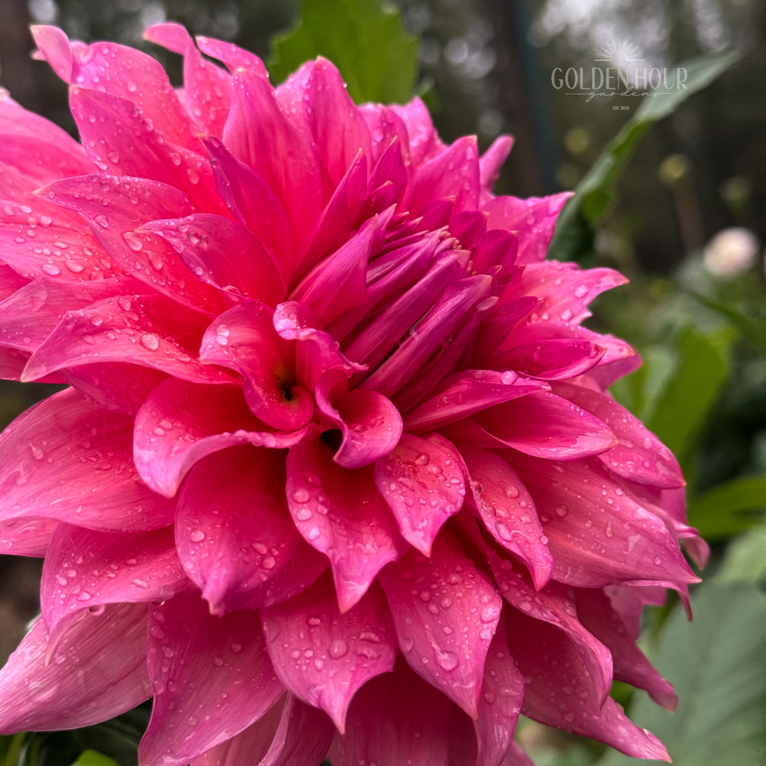 Wyn's Pink Pearl Dahlia Bulb, Wyn's Pink Pearl Dahlia Tuber, Wyn's Pink Pearl Dahlia Flower, Wyn's Pink Pearl Dahlia for Sale, Wyn's Pink Pearl Dahlia