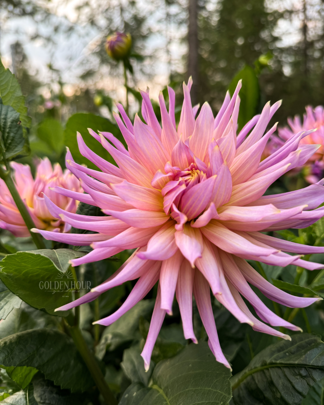 Wyn's Mauve Mist Dahlia Tuber, Wyn's Mauve Mist Dahlia Bulb, Wyn's Mauve Mist Dahlia Flower, Wyn's Mauve Mist Dahlia Sale
