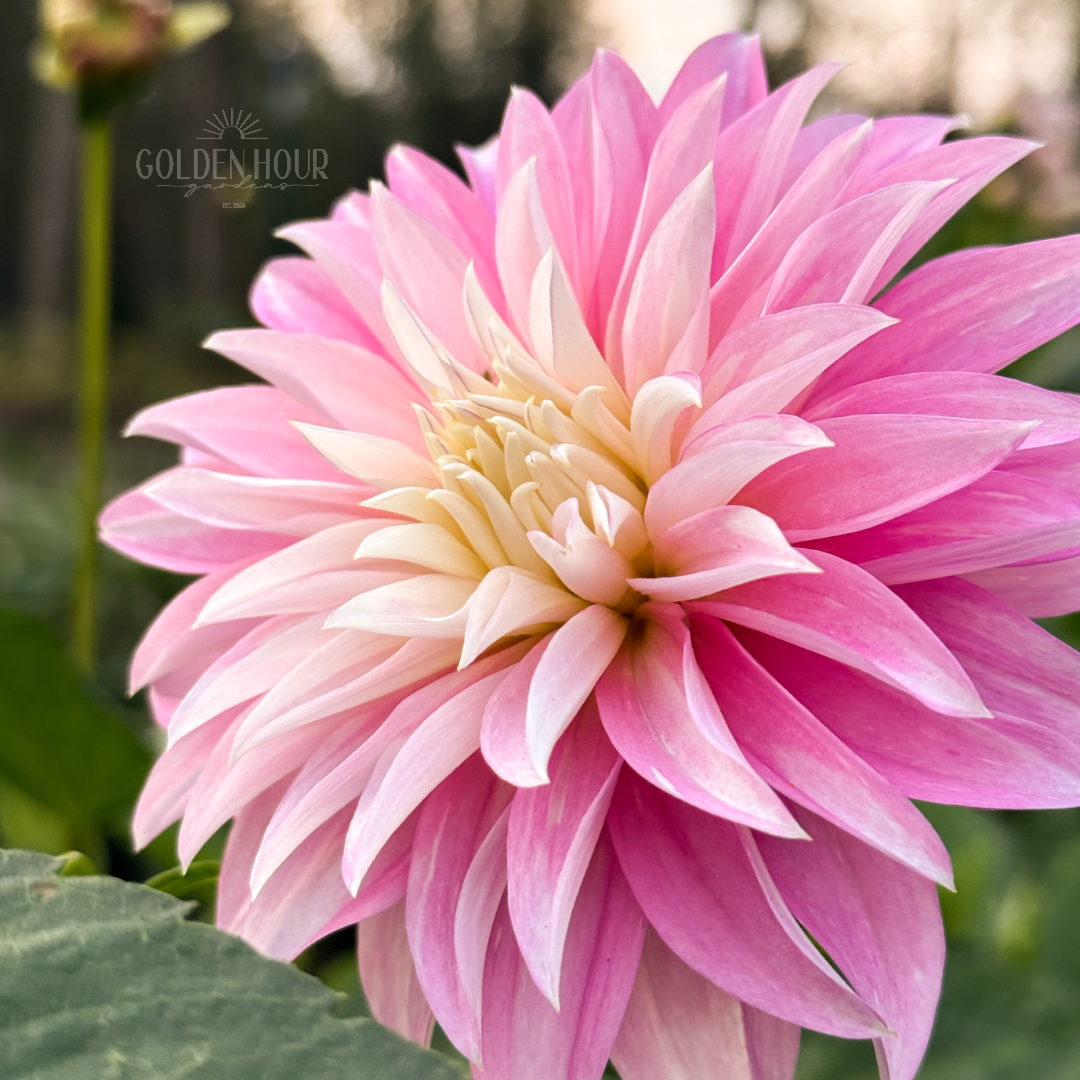 Shell Alloway Alloway Candy – Golden Hour Gardens