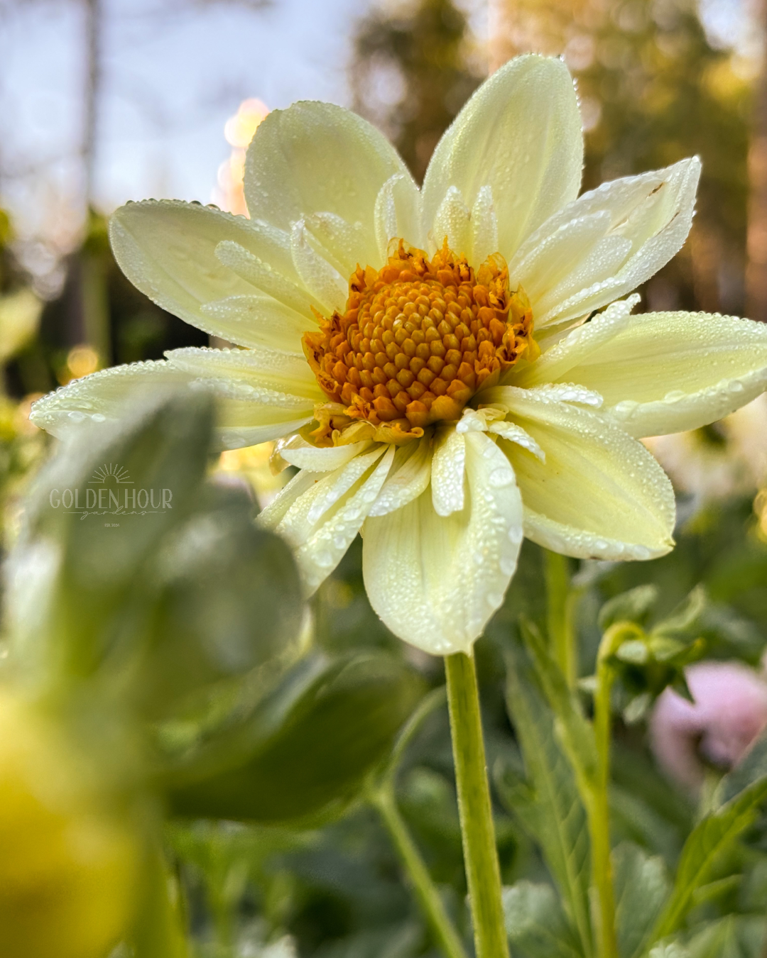 Clair de Lune Dahlia Tuber, Clair de Lune Dahlia Bulb, Clair de Lune Dahlia Bloom, Clair de Lune Dahlia Flower, Clair de Lune Dahlia Sale