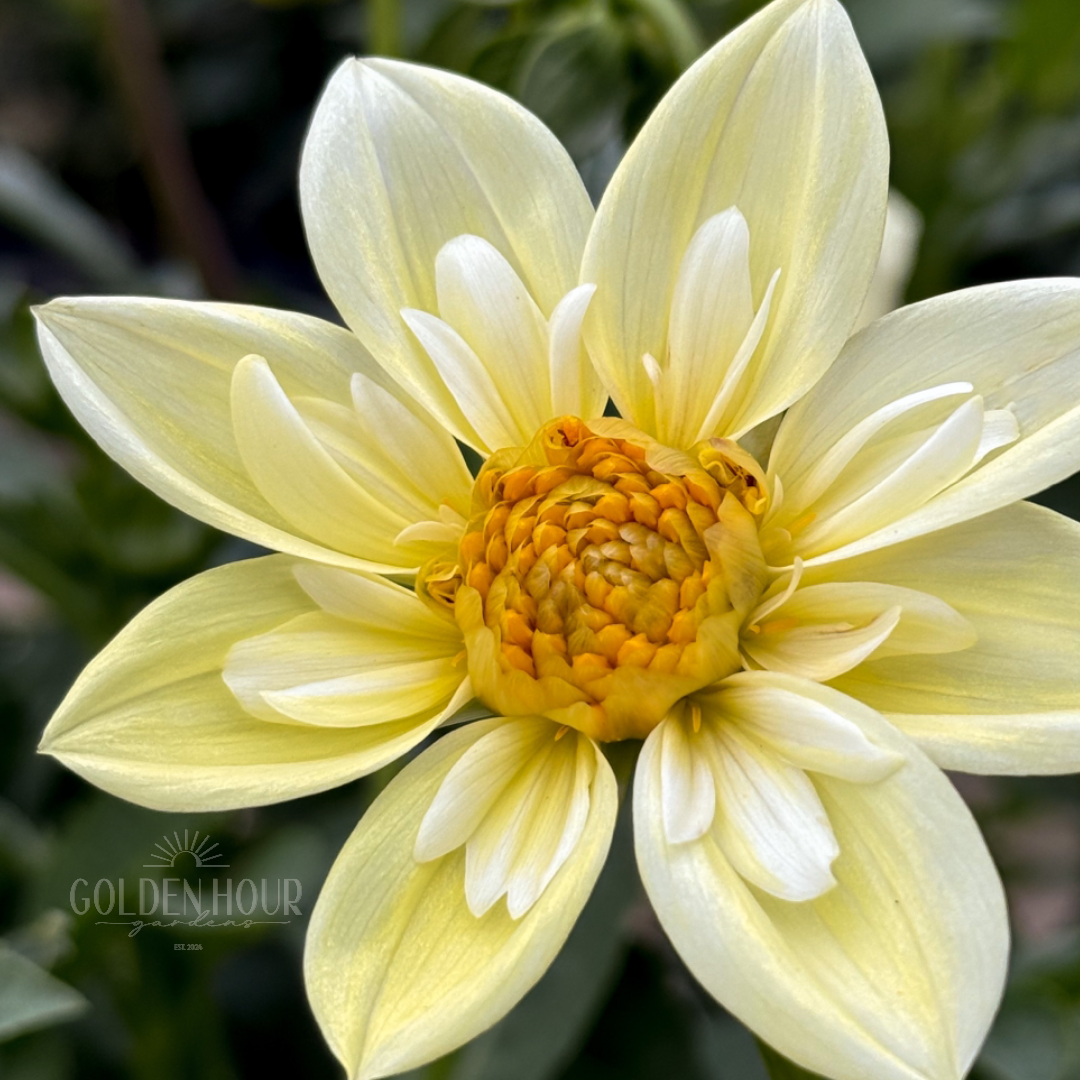 Clair de Lune Dahlia Tuber, Clair de Lune Dahlia Bulb, Clair de Lune Dahlia Bloom, Clair de Lune Dahlia Flower, Clair de Lune Dahlia Sale