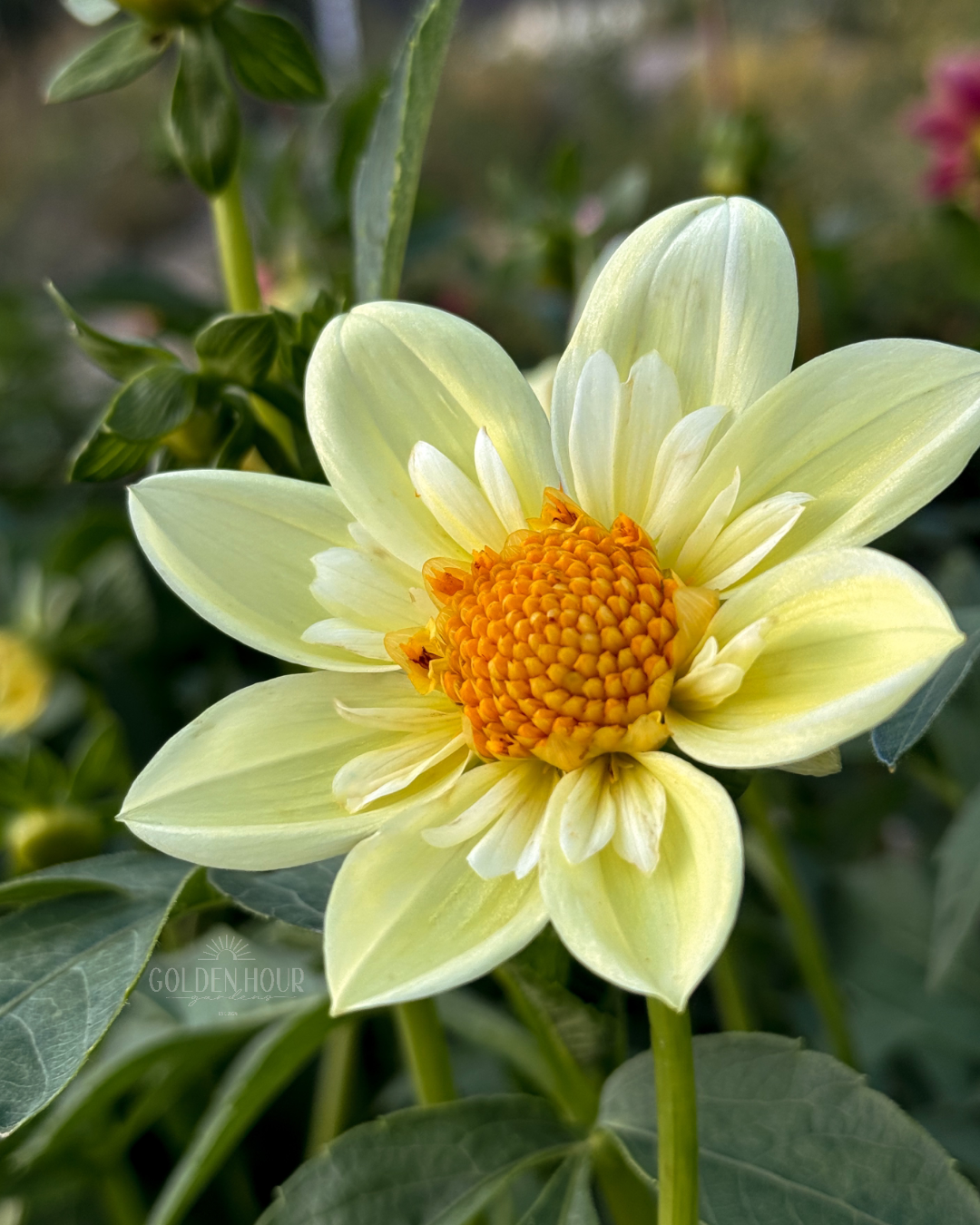 Clair de Lune Dahlia Tuber, Clair de Lune Dahlia Bulb, Clair de Lune Dahlia Bloom, Clair de Lune Dahlia Flower