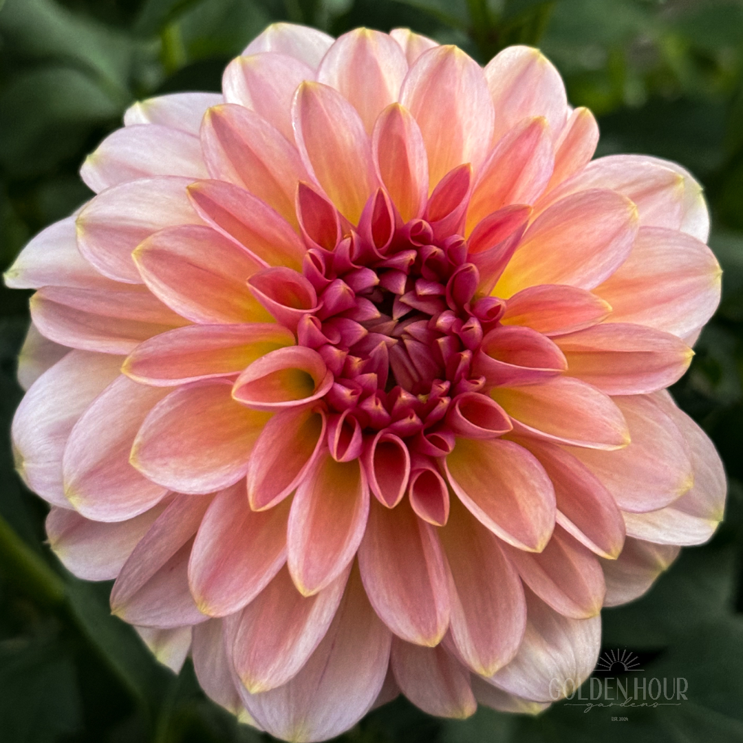 Cupcake Dahlia Tuber, Cupcake Dahlia Bulb, Cupcake Dahlia Flower, Cupcake Dahlia