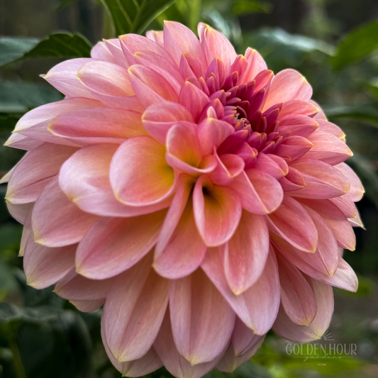 Cupcake Dahlia Tuber, Cupcake Dahlia Bulb, Cupcake Dahlia Flower, Cupcake Dahlia