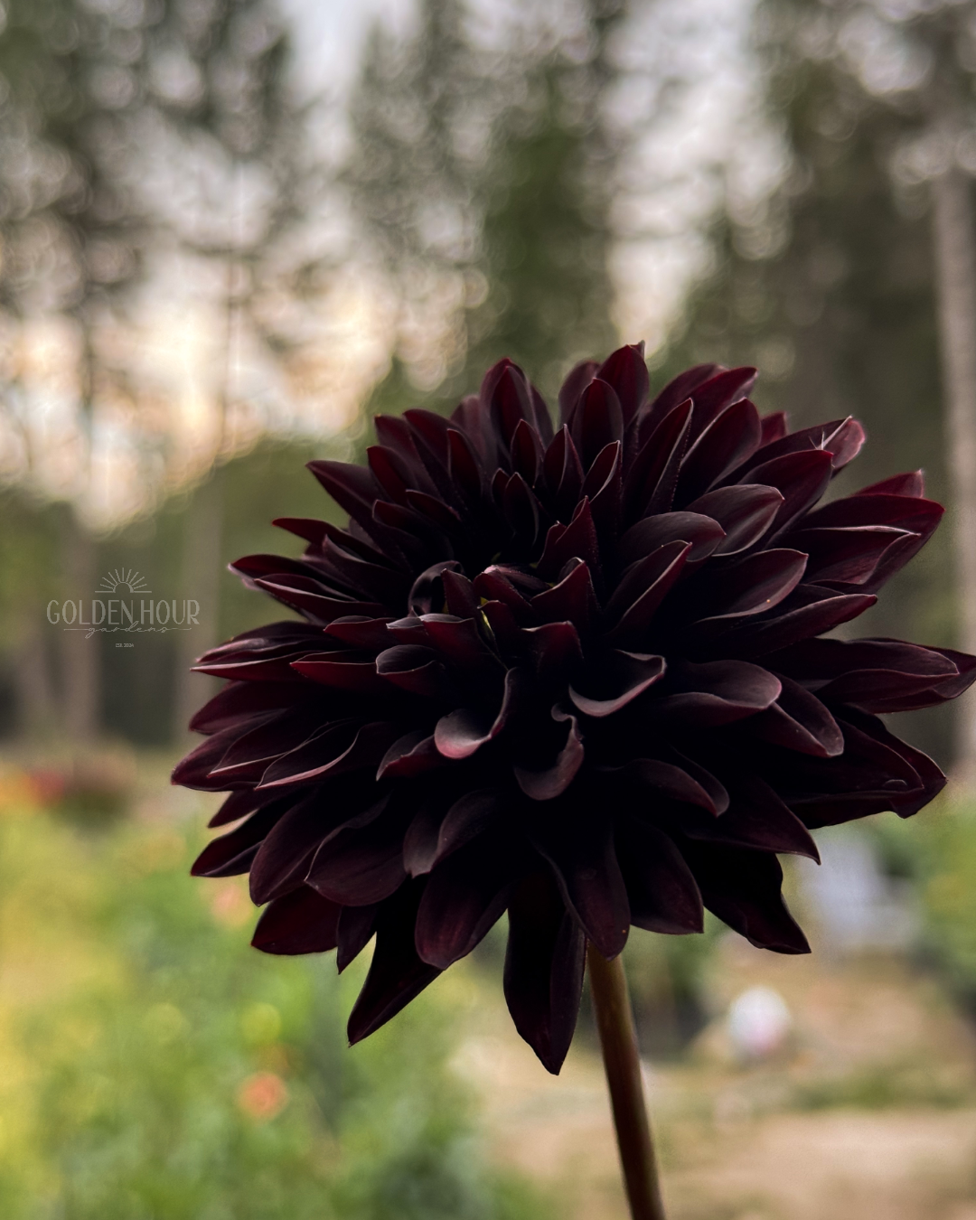 Czarny Charakter Dahlia Tuber, Czarny Charakter Dahlia Bulb, Czarny Charakter Dahlia Flower, Czarny Charakter Dahlia Bloom