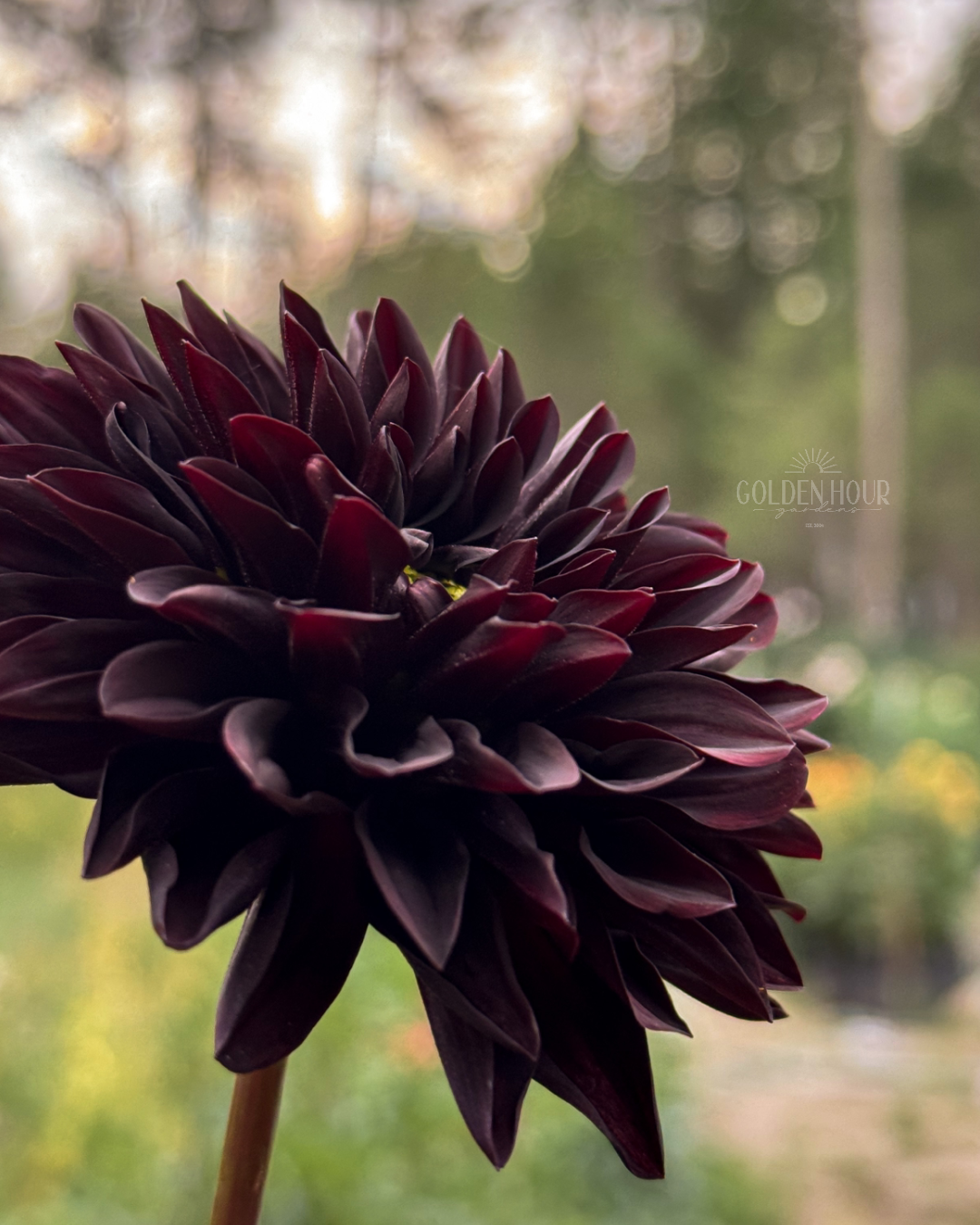 Czarny Charakter Dahlia Tuber, Czarny Charakter Dahlia Bulb, Czarny Charakter Dahlia Flower, Czarny Charakter Dahlia Bloom