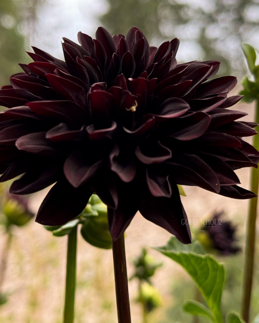 Czarny Charakter Dahlia Tuber, Czarny Charakter Dahlia Bulb, Czarny Charakter Dahlia Flower, Czarny Charakter Dahlia Bloom