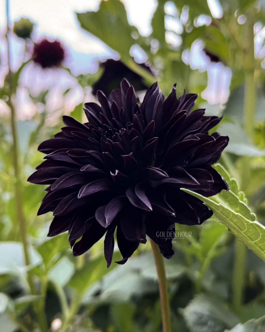 Czarny Charakter Dahlia Tuber, Czarny Charakter Dahlia Bulb, Czarny Charakter Dahlia Flower, Czarny Charakter Dahlia Bloom