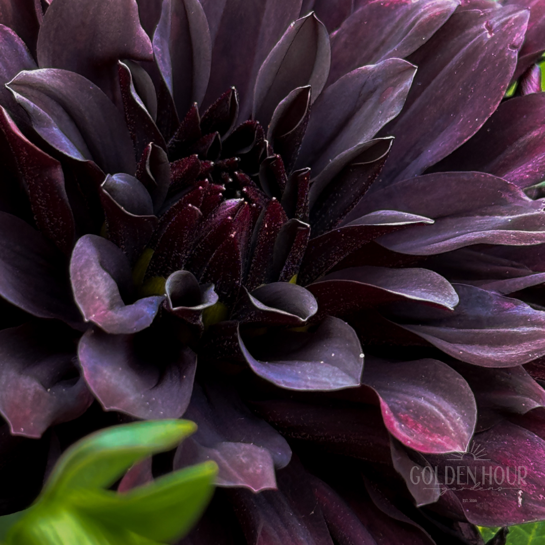 Czarny Charakter Dahlia Tuber, Czarny Charakter Dahlia Bulb, Czarny Charakter Dahlia Flower, Czarny Charakter Dahlia Bloom