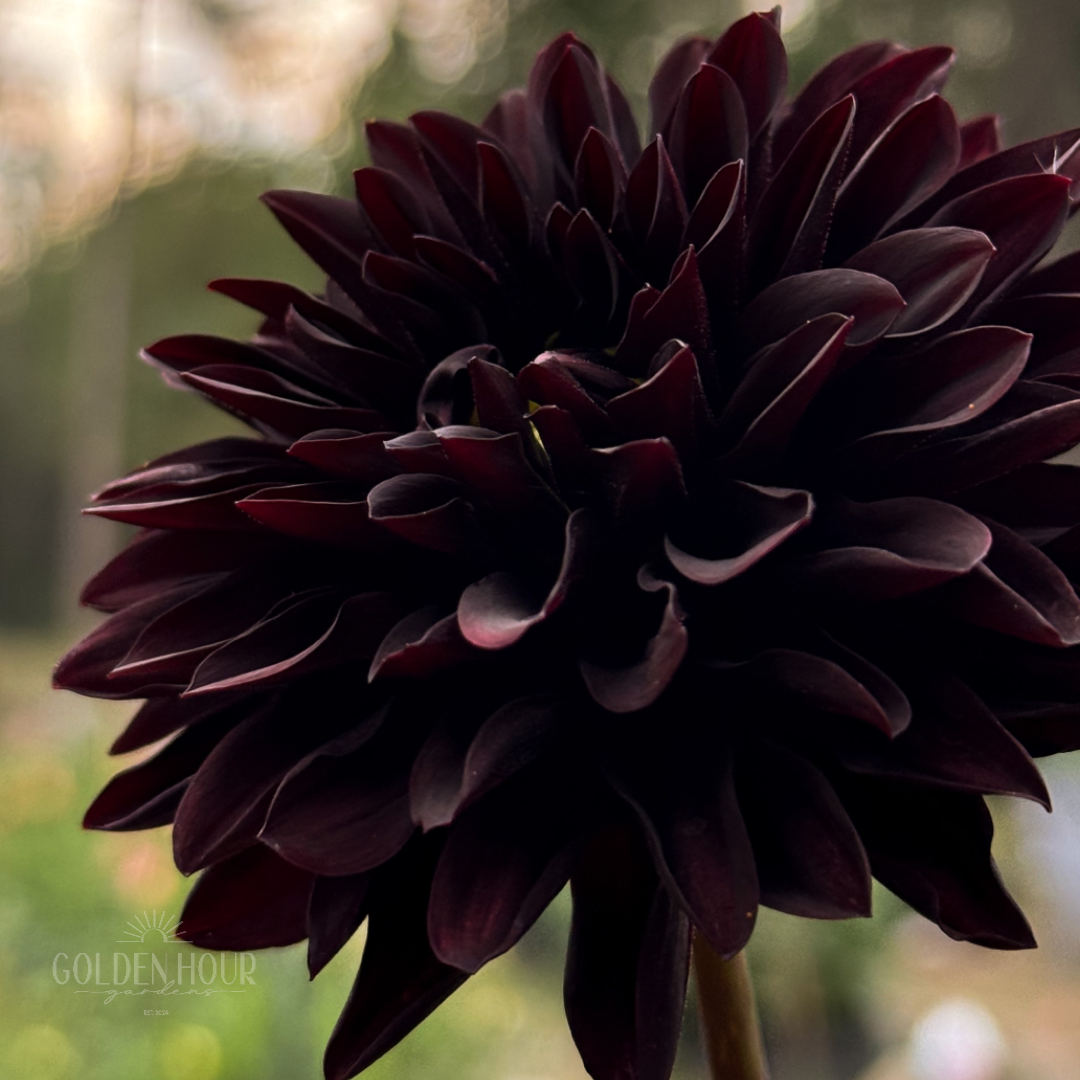 Czarny Charakter Dahlia Tuber, Czarny Charakter Dahlia Bulb, Czarny Charakter Dahlia Flower, Czarny Charakter Dahlia Bloom
