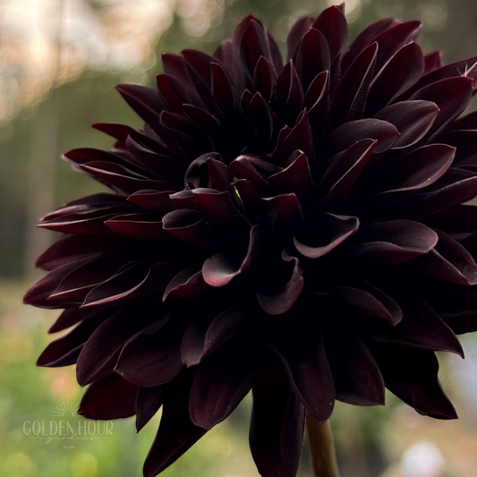 Czarny Charakter Dahlia Tuber, Czarny Charakter Dahlia Bulb, Czarny Charakter Dahlia Flower, Czarny Charakter Dahlia Bloom