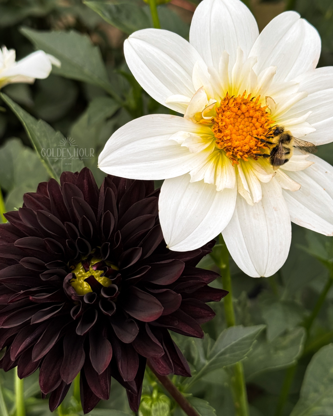 Czarny Charakter Dahlia Tuber, Czarny Charakter Dahlia Bulb, Czarny Charakter Dahlia Flower, Czarny Charakter Dahlia Bloom
