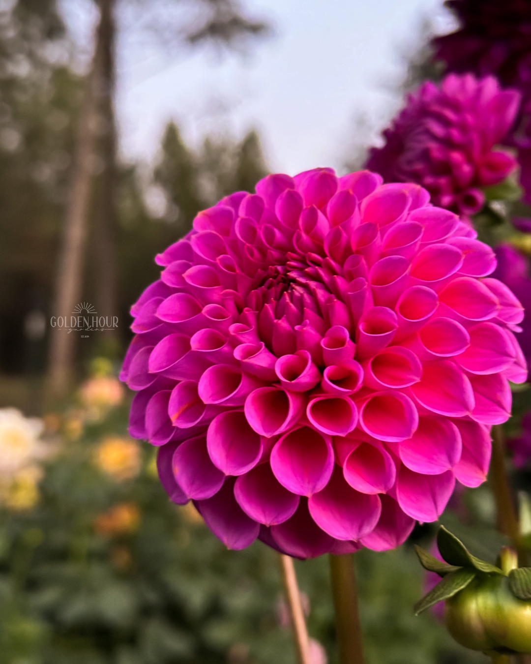 Isabel Dahlia Tuber, Isabel Dahlia Bulb, Isabel Dahlia FLower, Isabel Dahlia Sale, Isabel Dahlia