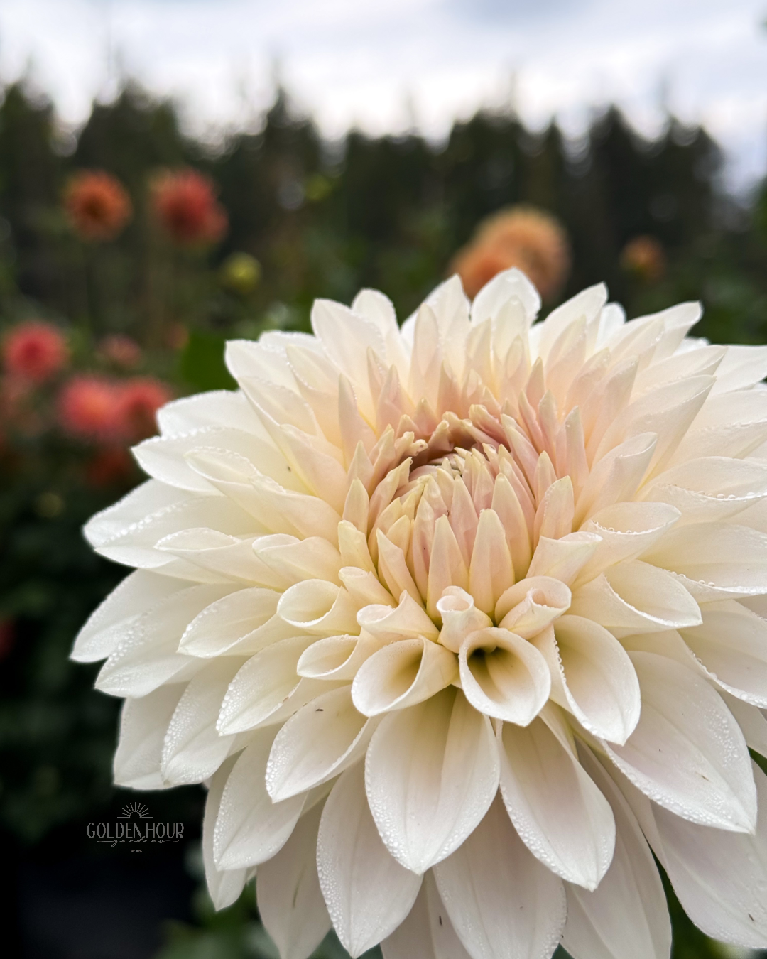 Marryn's Mamawo & Popo Dahlia Tuber, Marryn's Mamawo & Popo Dahlia Bulb, Marryn's Mamawo & Popo Dahlia Flower, Marryn's Mamawo & Popo Dahlia Sale, Marryn's Mamawo & Popo Dahlia