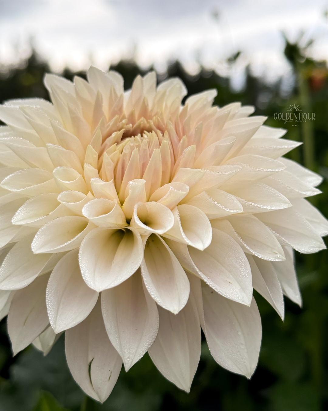 Marryn's Mamawo & Popo Dahlia Tuber, Marryn's Mamawo & Popo Dahlia Bulb, Marryn's Mamawo & Popo Dahlia Flower, Marryn's Mamawo & Popo Dahlia Sale, Marryn's Mamawo & Popo Dahlia