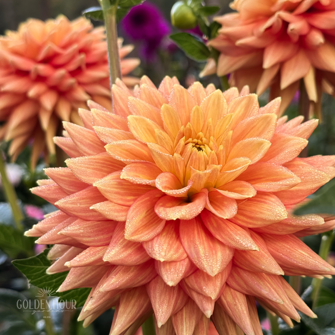 Mission Marmalade Dahlia Tuber, Mission Marmalade Dahlia Flower, Mission Marmalade Dahlia Bulb, Mission Marmalade Dahlia Sale, Mission Marmalade Dahlia