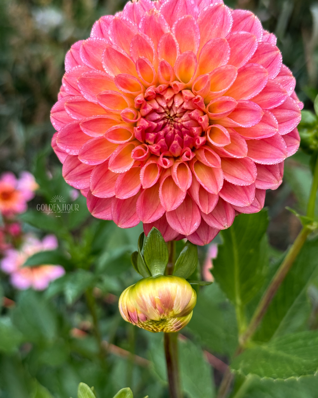 NTAC Mia Li Dahlia Tuber, NTAC Mia Li Dahlia Flower, NTAC Mia Li Dahlia Bulb, NTAC Mia Li Dahlia Sale, NTAC Mia Li Dahlia