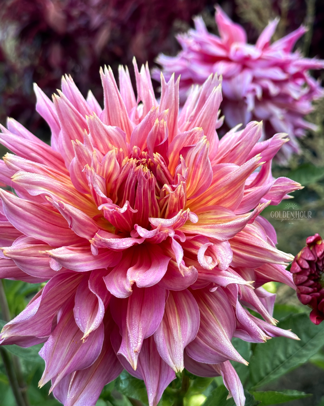 Omega Dahlia Tuber, Omega Dahlia Bulb, Omega Dahlia Flower, Omega Dahlia Sale, Omega Dahlia
