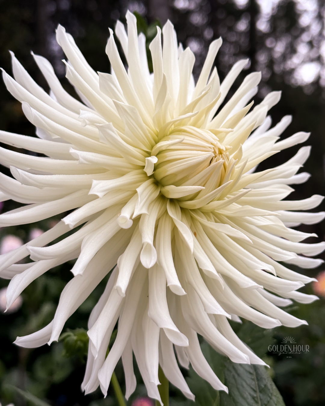 Sandia Icicle Dahlia Tuber, Sandia Icicle Dahlia Flower, Sandia Icicle Dahlia Bulb, Sandia Icicle Dahlia Sale, Sandia Icicle Dahlia