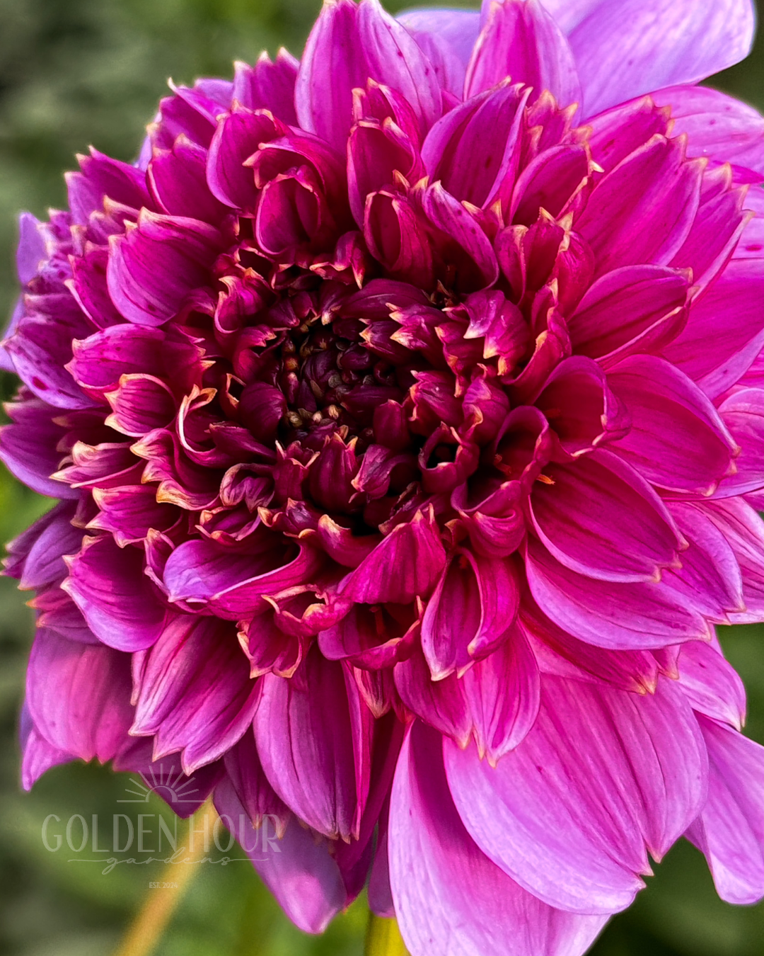 EV Puff-N-Stuff Dahlia Tuber, EV Puff-N-Stuff Dahlia Bulb, EV Puff-N-Stuff Dahlia Flower, EV Puff N Stuff Dahlia Tuber