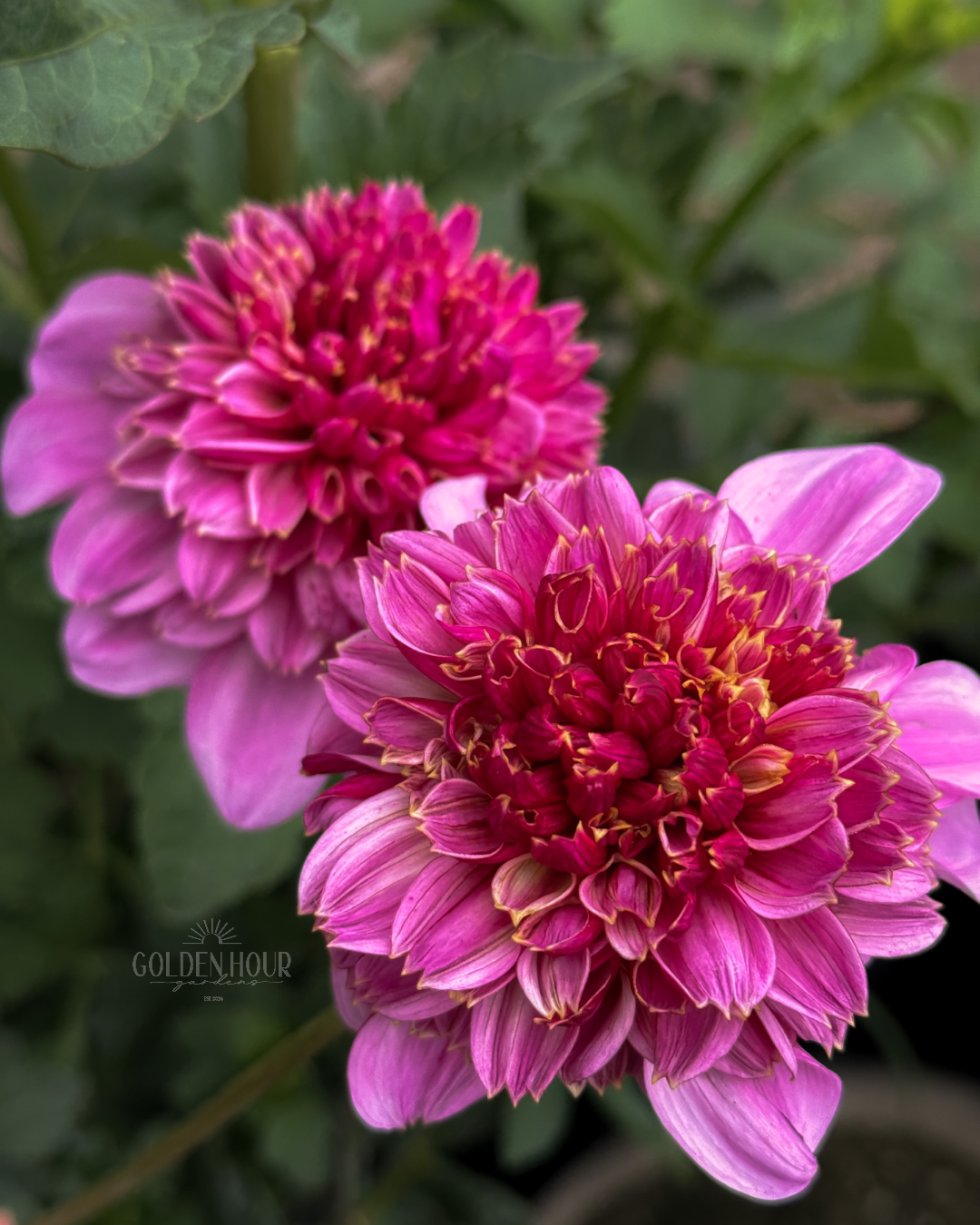 EV Puff N Stuff Dahlia Tuber, EV Puff N Stuff Dahlia Bulb, EV Puff N Stuff Dahlia Flower, EV Puff N Stuff Bloom