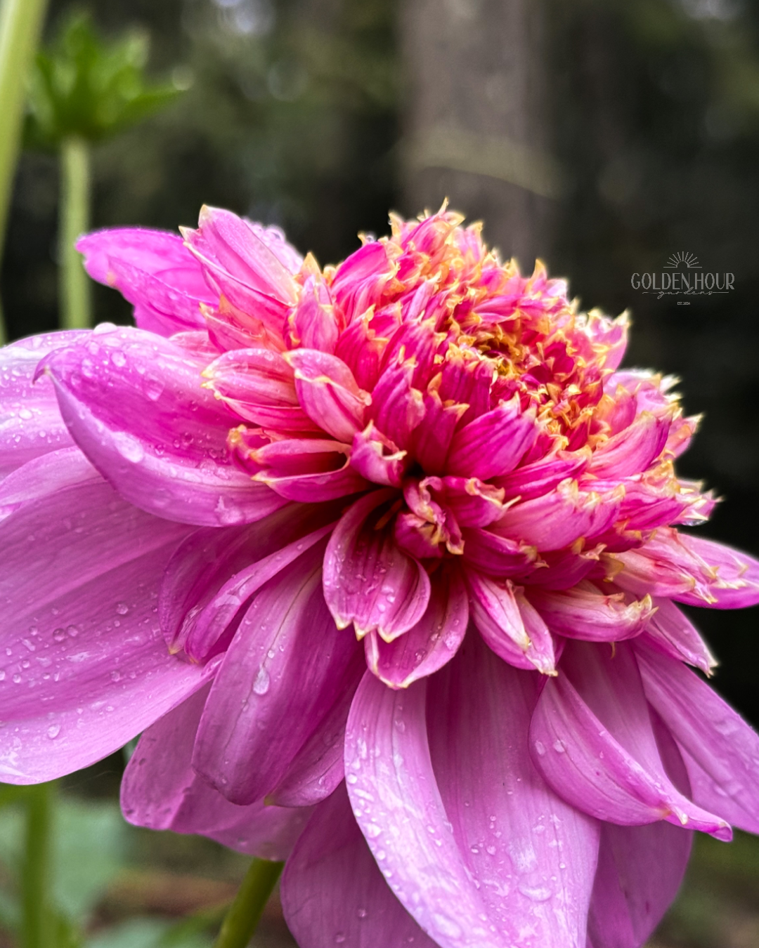EV Puff-N-Stuff Dahlia Tuber, EV Puff-N-Stuff Dahlia Bulb, EV Puff-N-Stuff Dahlia Flower, EV Puff N Stuff Dahlia Tuber