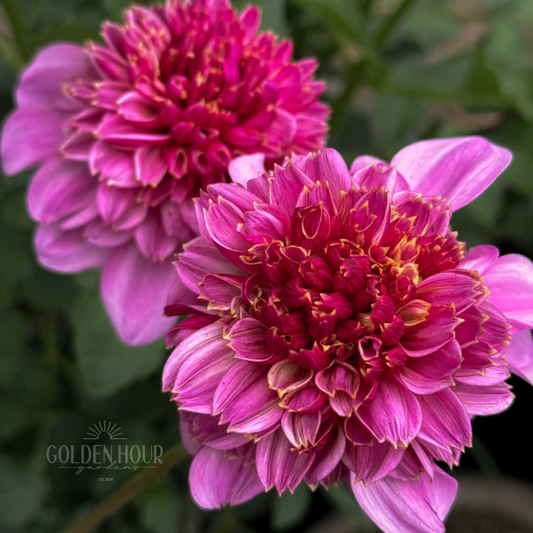 EV Puff-N-Stuff Dahlia Tuber – Golden Hour Gardens