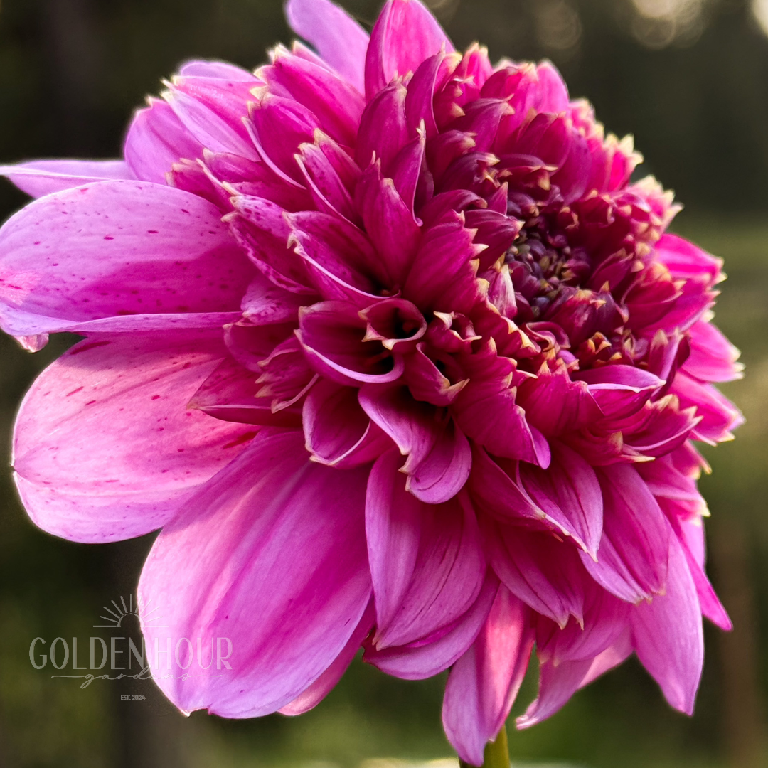 EV Puff-N-Stuff Dahlia Tuber, EV Puff-N-Stuff Dahlia Bulb, EV Puff-N-Stuff Dahlia Flower, EV Puff N Stuff Dahlia Tuber