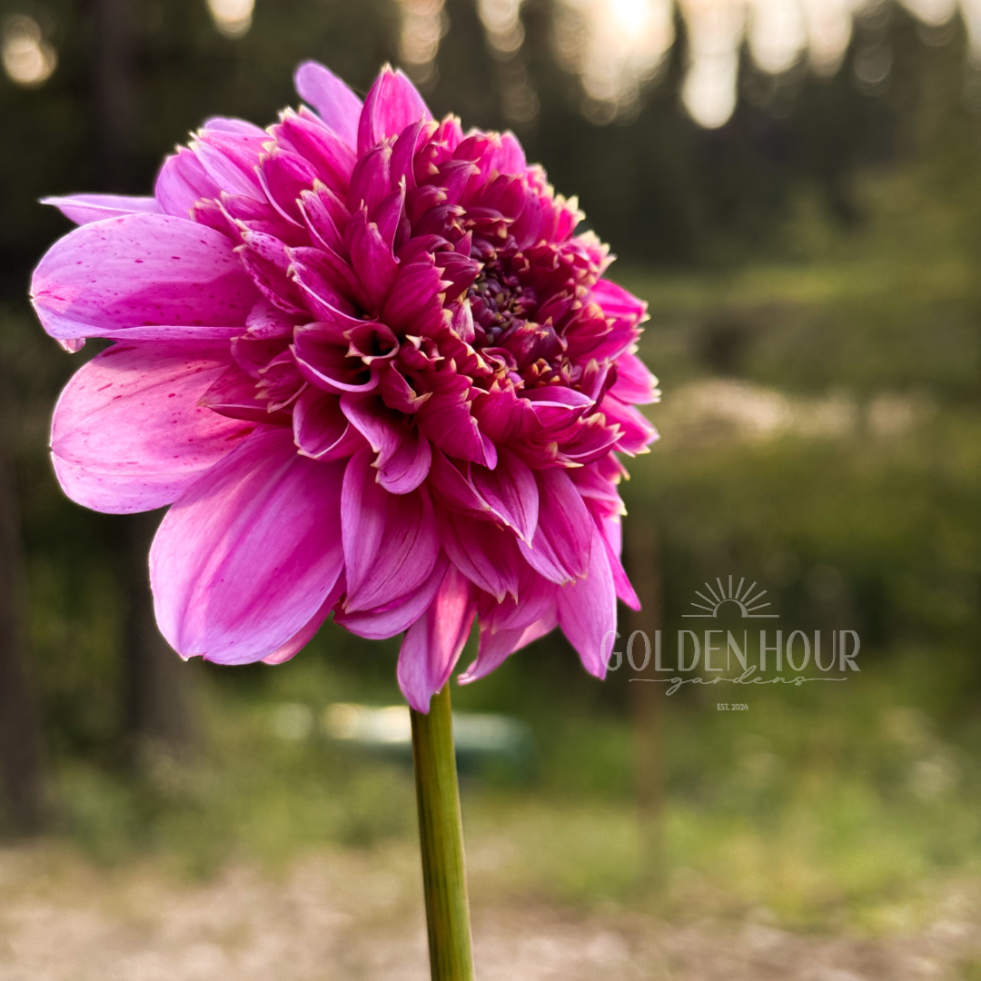 EV Puff-N-Stuff Dahlia Tuber, EV Puff-N-Stuff Dahlia Bulb, EV Puff-N-Stuff Dahlia Flower, EV Puff N Stuff Dahlia Tuber