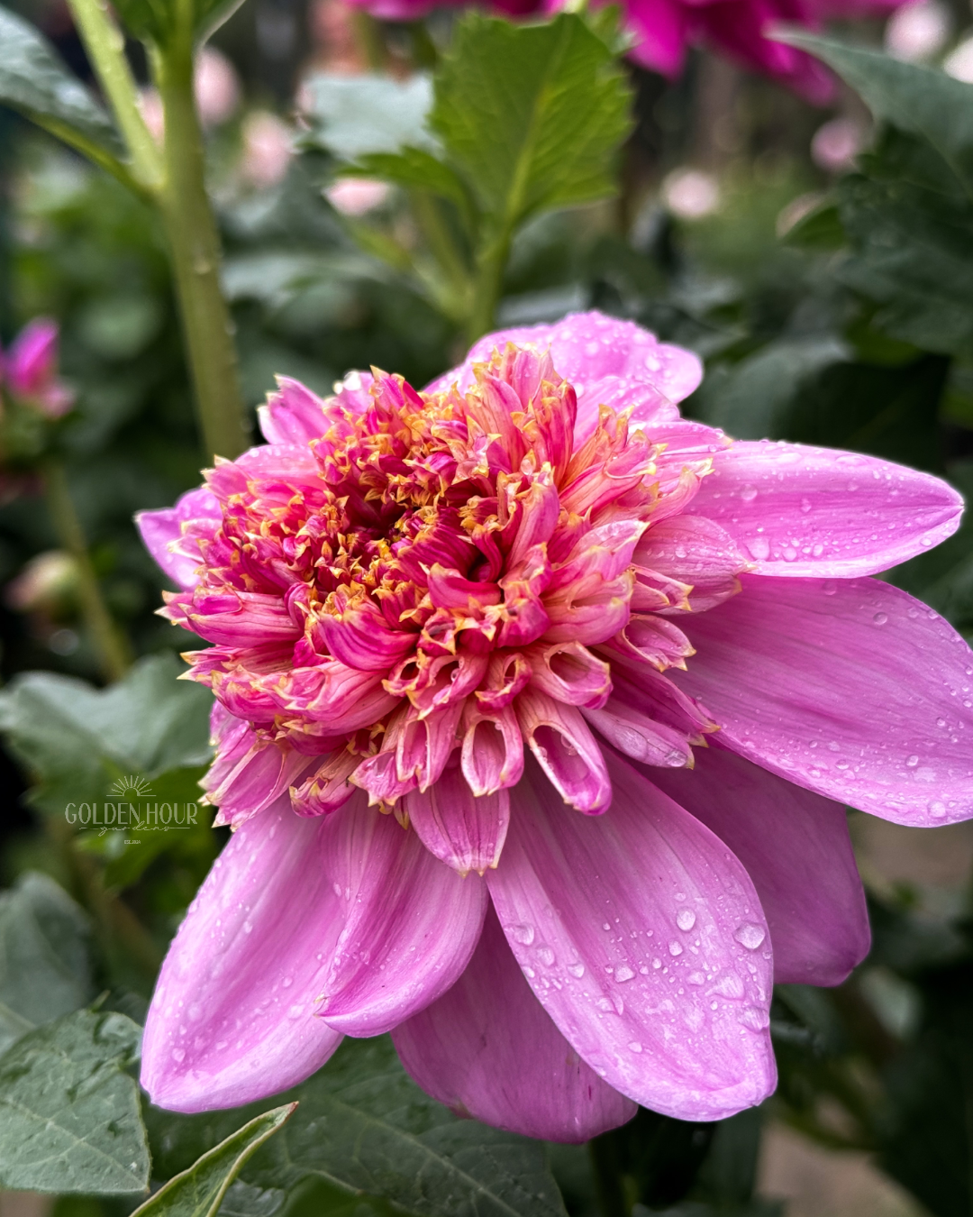 EV Puff-N-Stuff Dahlia Tuber, EV Puff-N-Stuff Dahlia Bulb, EV Puff-N-Stuff Dahlia Flower, EV Puff N Stuff Dahlia Tuber
