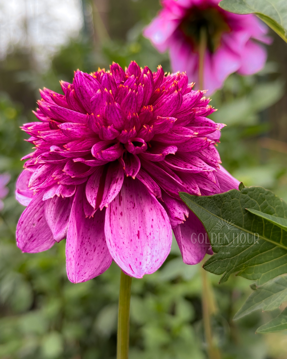 EV Puff-N-Stuff Dahlia Tuber – Golden Hour Gardens