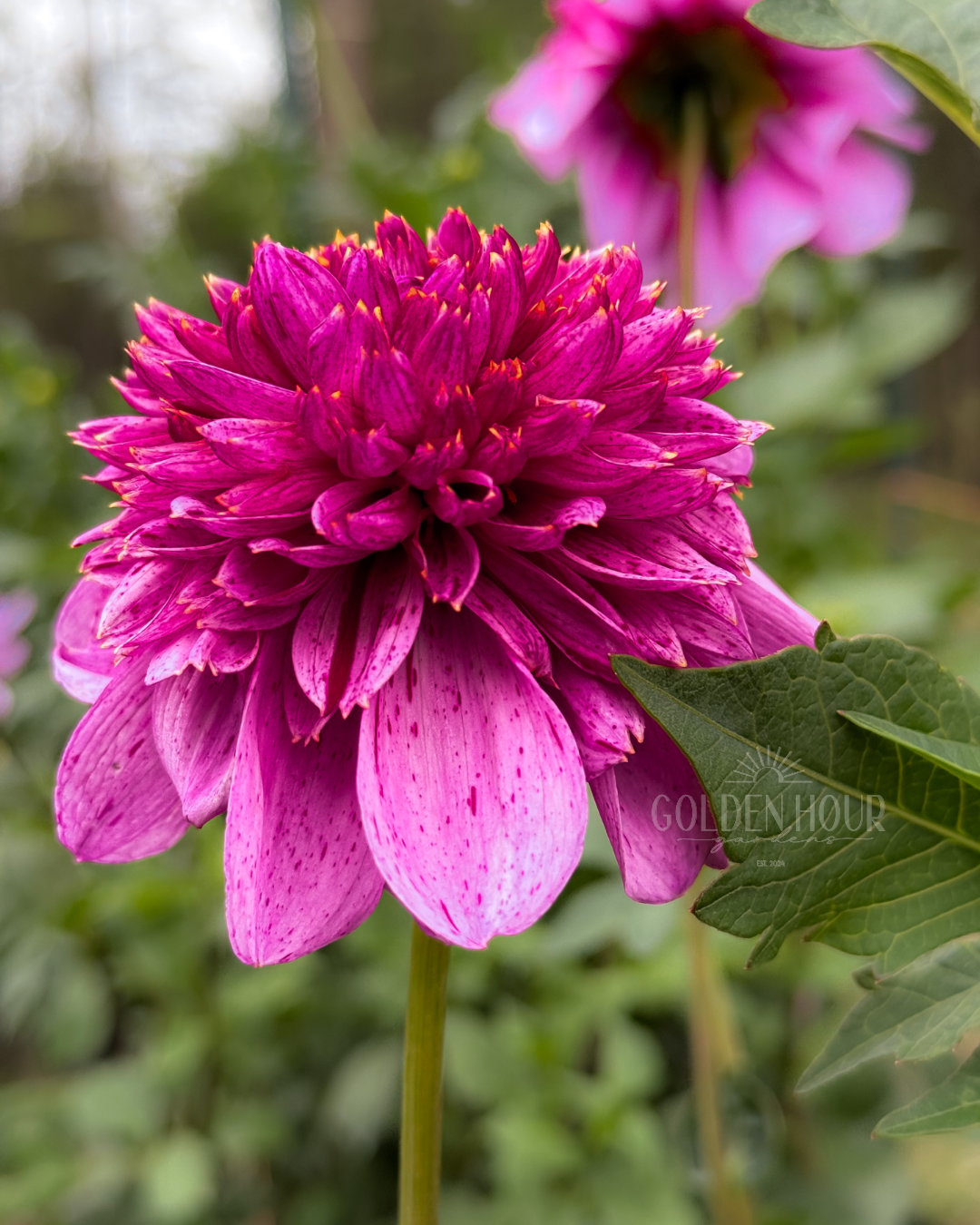 EV Puff-N-Stuff Dahlia Tuber, EV Puff-N-Stuff Dahlia Bulb, EV Puff-N-Stuff Dahlia Flower, EV Puff N Stuff Dahlia Tuber