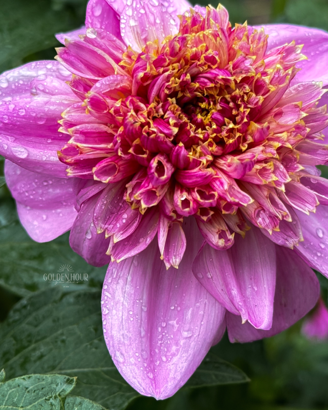 EV Puff-N-Stuff Dahlia Tuber, EV Puff-N-Stuff Dahlia Bulb, EV Puff-N-Stuff Dahlia Flower, EV Puff N Stuff Dahlia Tuber