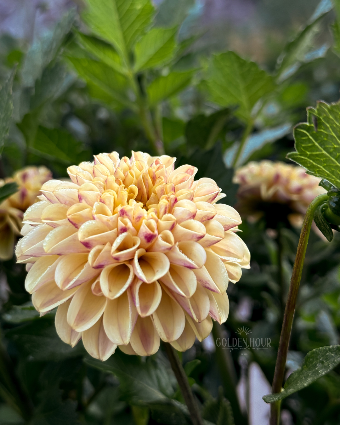 Ferncliff Spice Dahlia Tuber, Ferncliff Spice Dahlia Bulb, Ferncliff Spice Dahlia Flower, Ferncliff Spice Dahlia Bloom