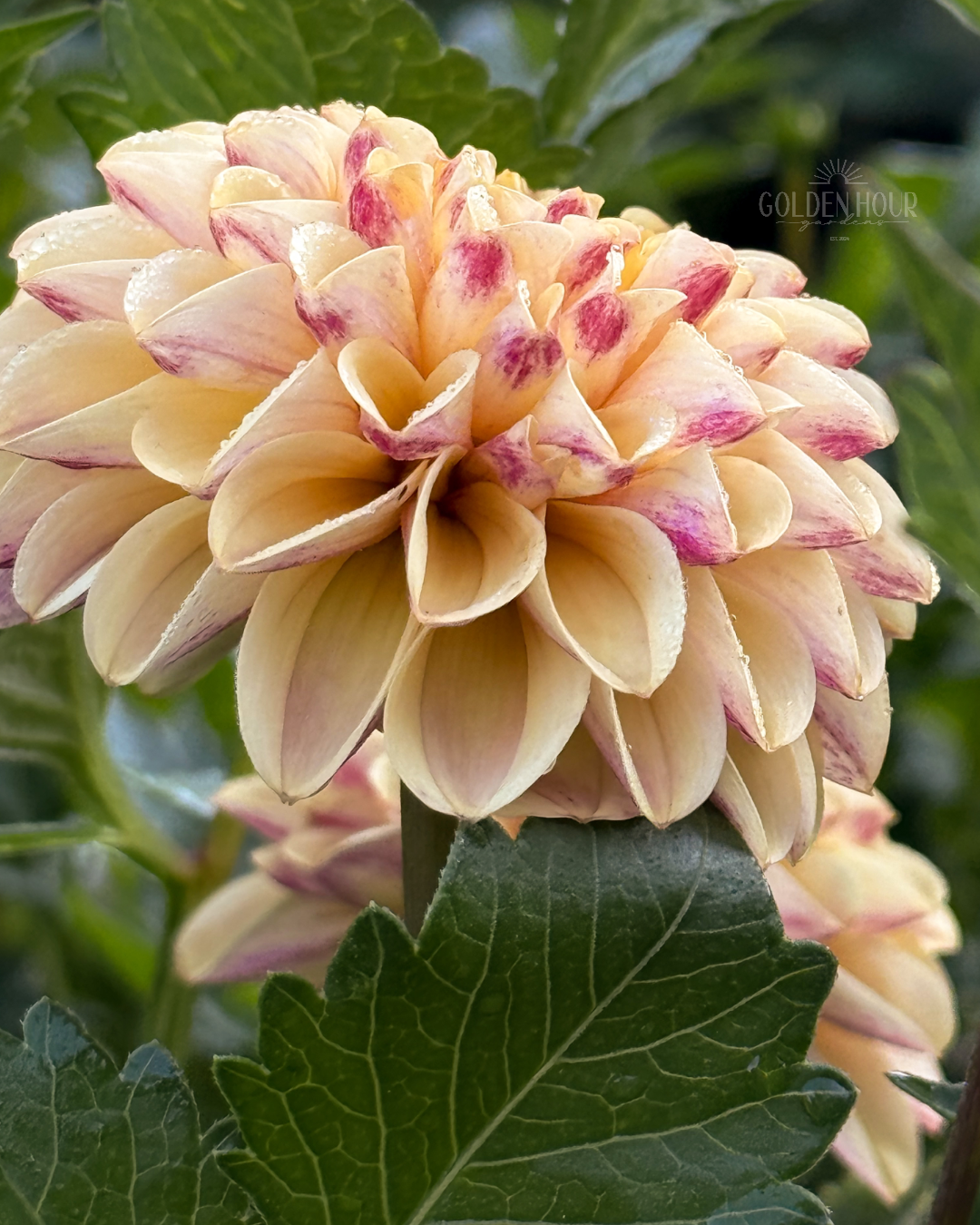 Ferncliff Spice Dahlia Tuber, Ferncliff Spice Dahlia Bulb, Ferncliff Spice Dahlia Flower, Ferncliff Spice Dahlia Bloom