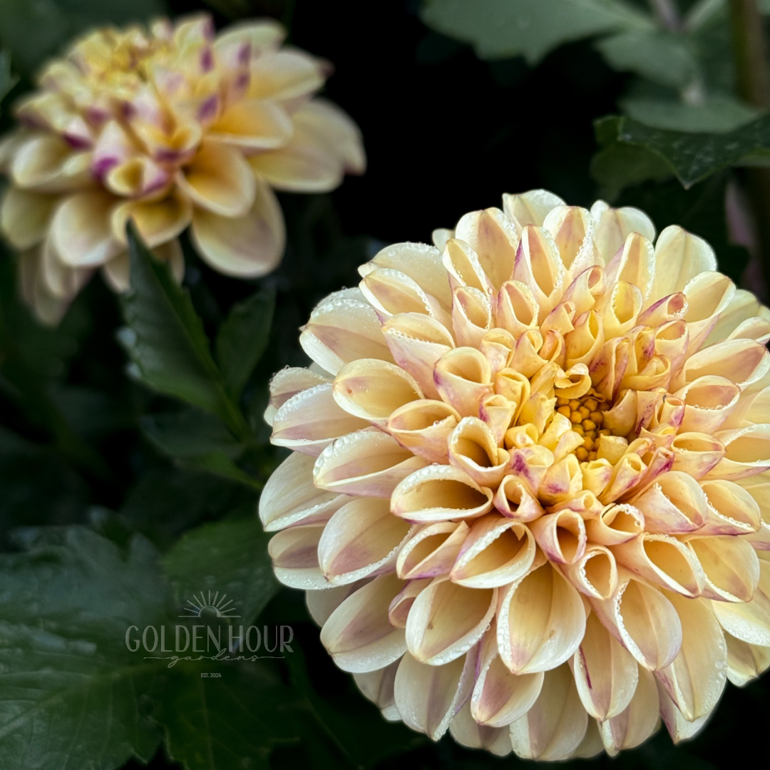 Ferncliff Spice Dahlia Tuber, Ferncliff Spice Dahlia Bulb, Ferncliff Spice Dahlia Flower, Ferncliff Spice Dahlia Bloom