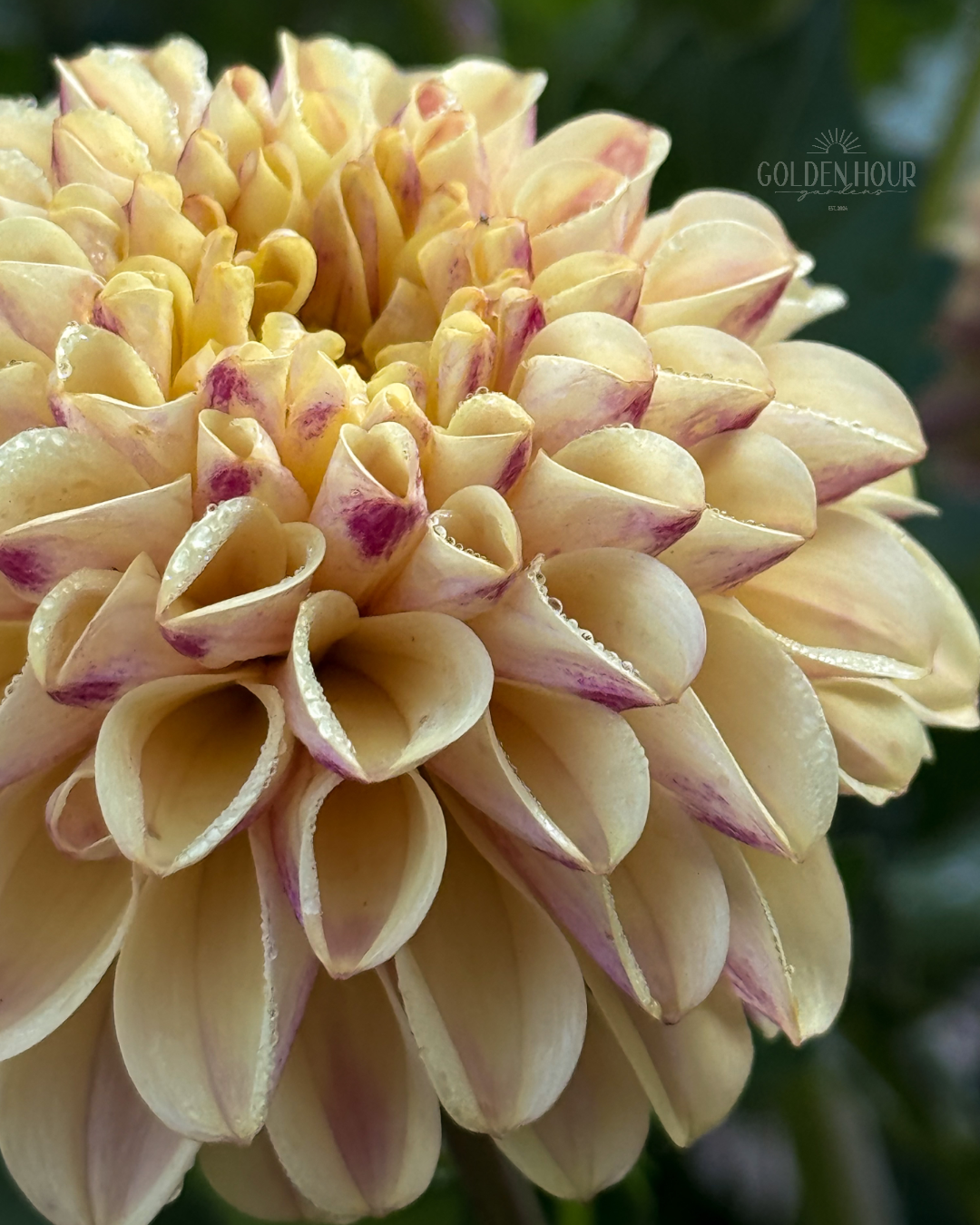 Ferncliff Spice Dahlia Tuber, Ferncliff Spice Dahlia Bulb, Ferncliff Spice Dahlia Flower, Ferncliff Spice Dahlia Bloom