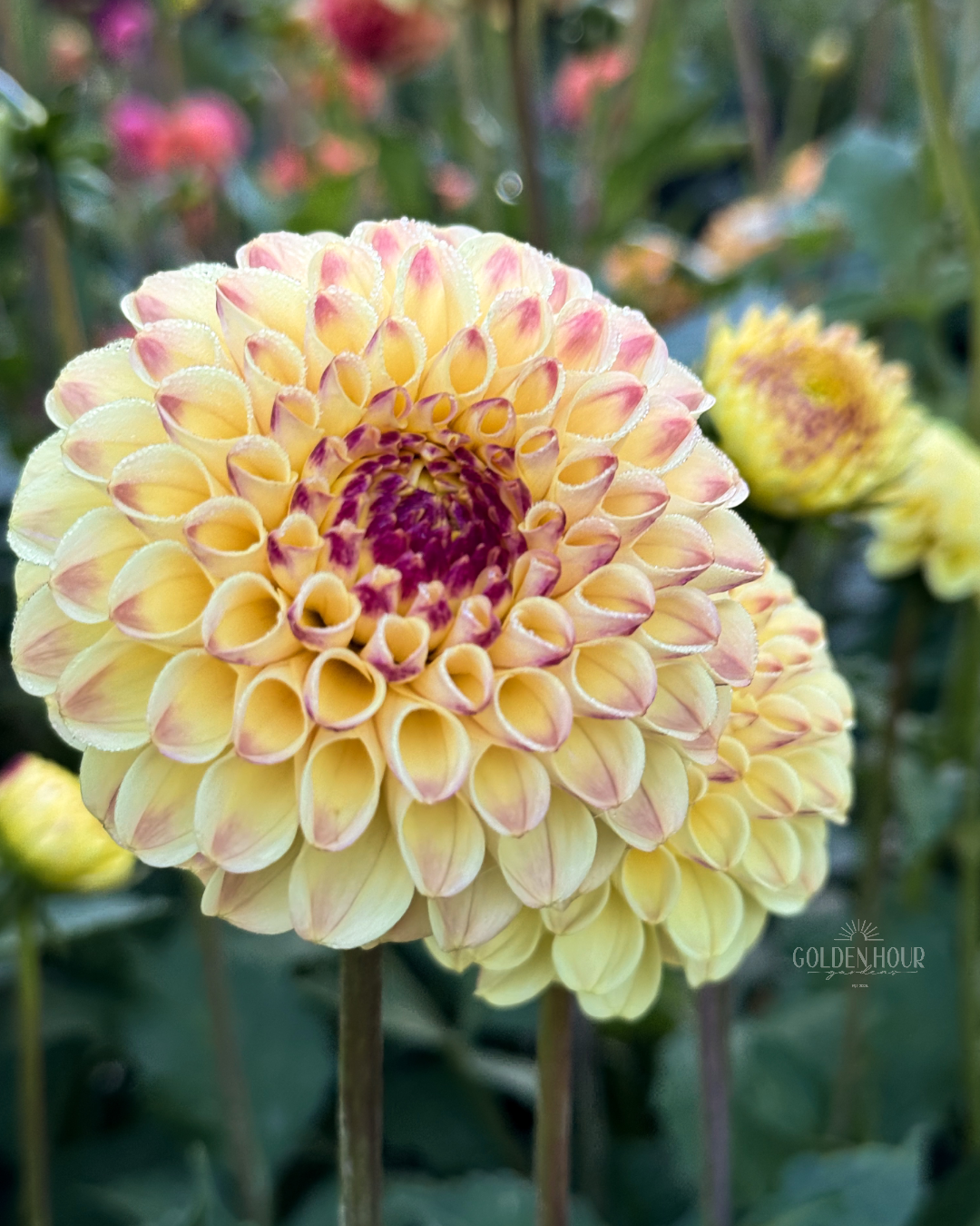 Ferncliff Spice Dahlia Tuber, Ferncliff Spice Dahlia Bulb, Ferncliff Spice Dahlia Flower, Ferncliff Spice Dahlia Sale, Ferncliff Spice Dahlia 