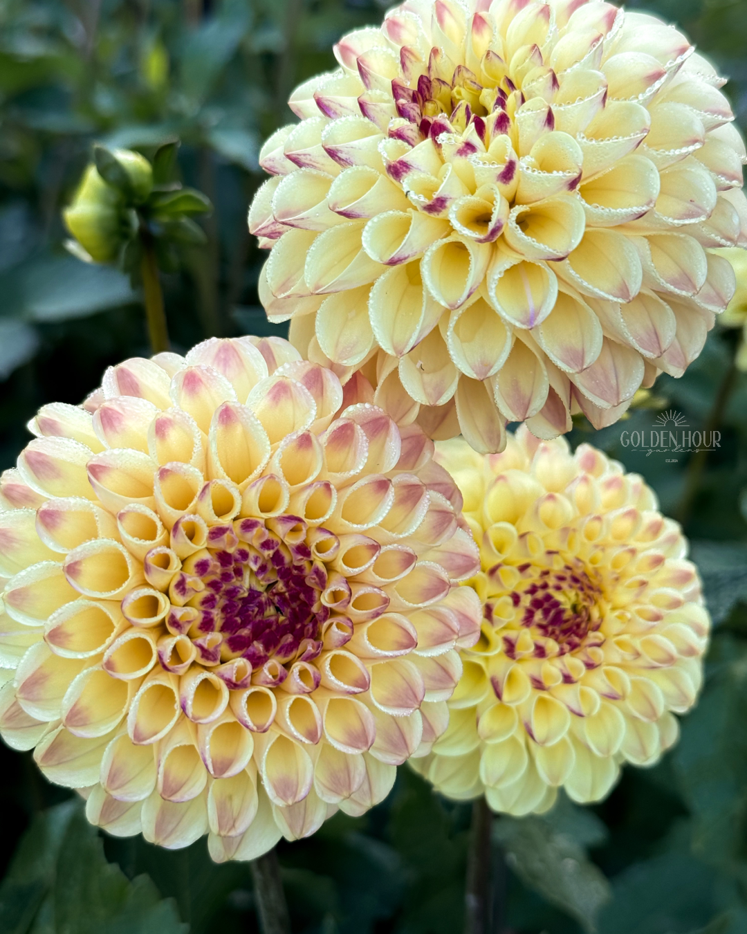 Ferncliff Spice Dahlia Tuber, Ferncliff Spice Dahlia Bulb, Ferncliff Spice Dahlia Flower, Ferncliff Spice Dahlia Sale, Ferncliff Spice Dahlia 