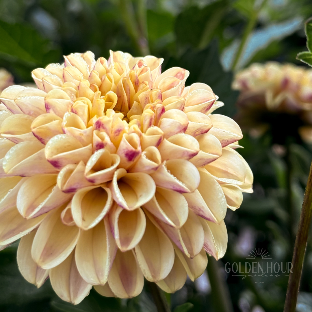 Ferncliff Spice Dahlia Tuber, Ferncliff Spice Dahlia Bulb, Ferncliff Spice Dahlia Flower, Ferncliff Spice Dahlia Bloom