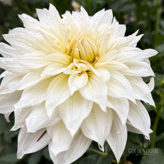 Frozen Dahlia Tuber, Frozen Dahlia Bulb, Frozen Dahlia Flower, Frozen Dahlia for Sale, Frozen Dahlia