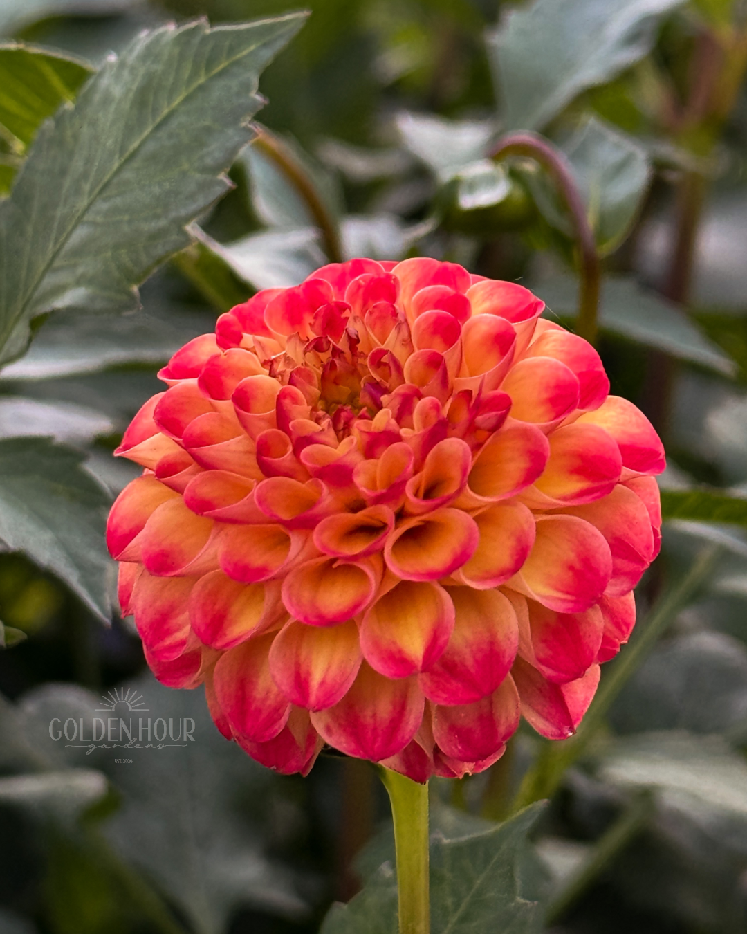 Ginger Willo Dahlia Tuber, Ginger Willo Dahlia Bulb, Ginger Willo Dahlia Flower, Ginger Willo Dahlia Bloom